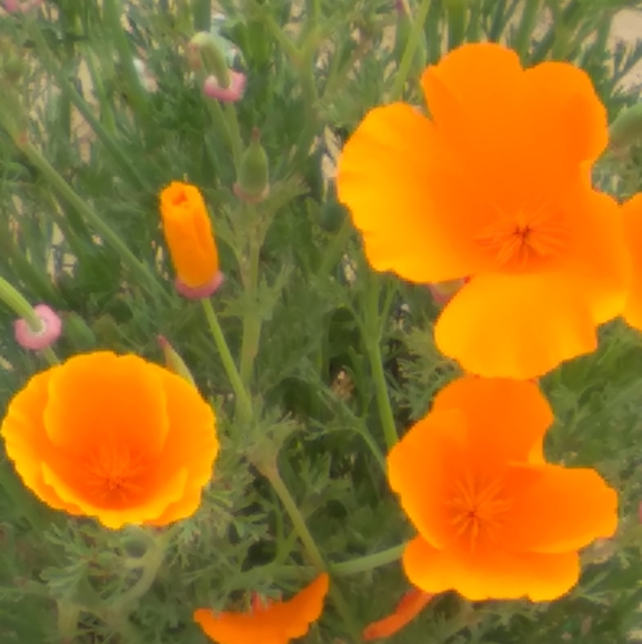 Meet your Posher, Phree - Picture 3 of 3